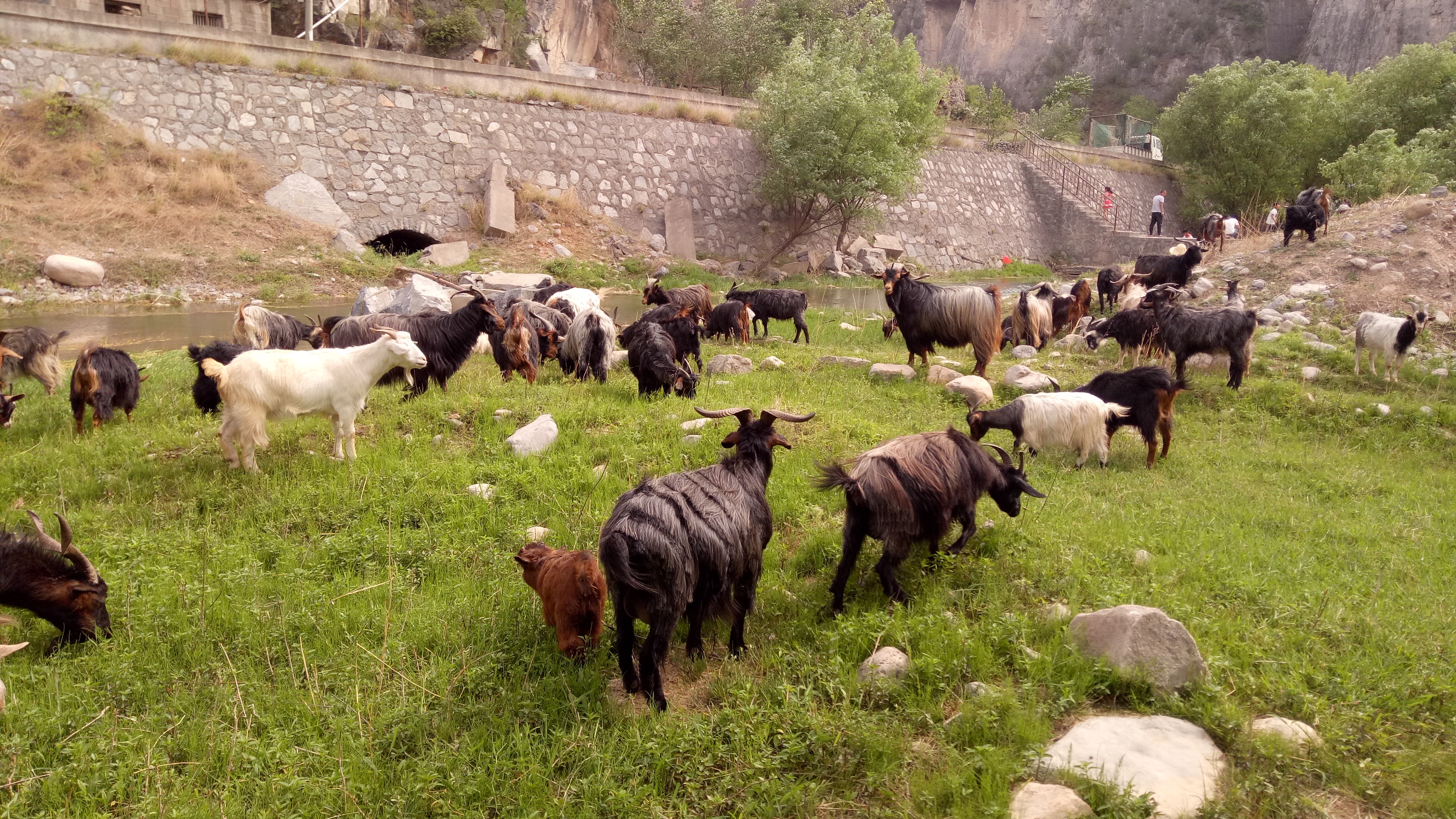 该面对的终究躲不过,小反刍用什么药治疗最有效