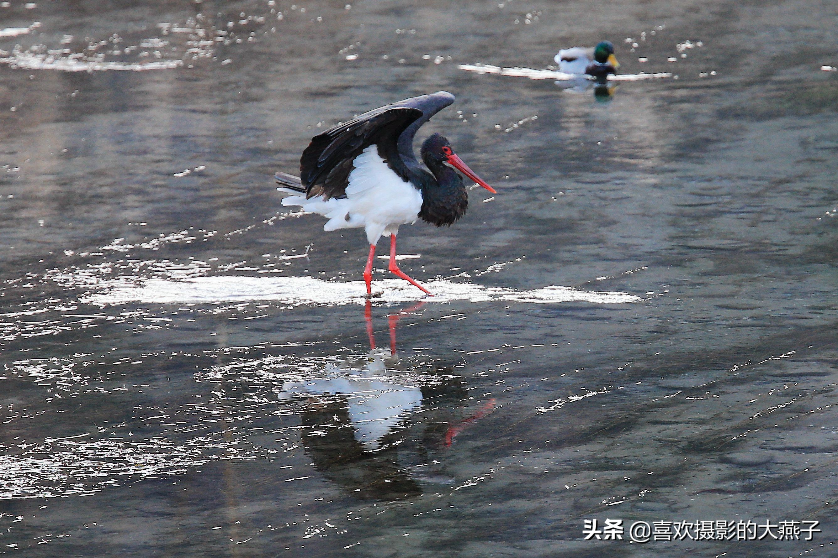 閲庣敓榛戦钩,榛戦钩椋炵繑鍥剧墖