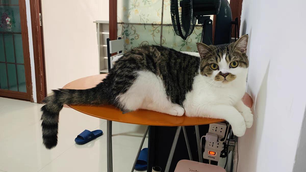 什么牌子的猫粮性价比高还安全,什么猫粮最好良心猫粮排行榜