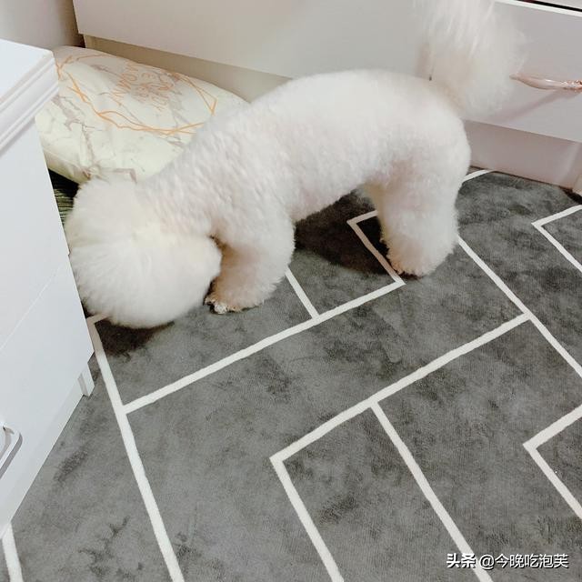 狗狗总是在家撒欢跑怎么解决,狗狗遛弯老是往前跑