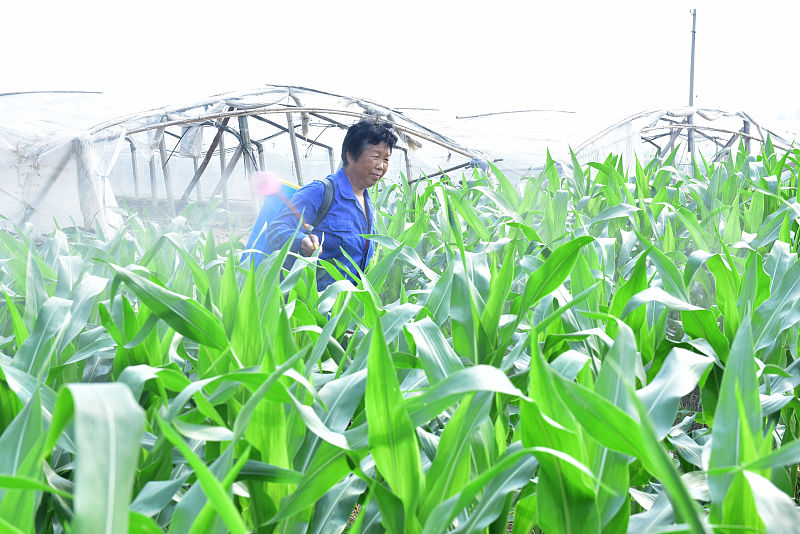 玉米后期叶子旱黄浇水还有用吗,玉米叶子枯萎什么原因