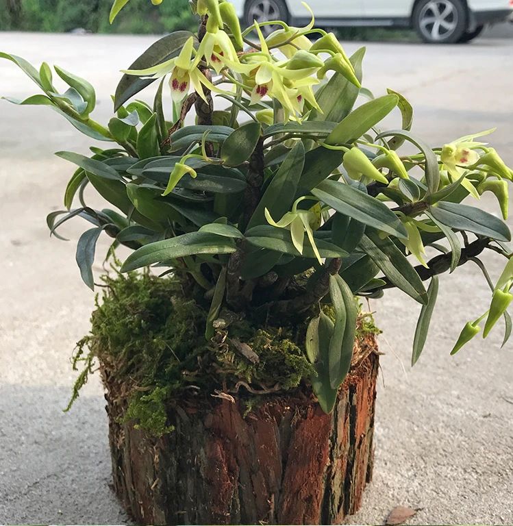 铁皮石斛养不活,铁皮石斛储存不当怎么办