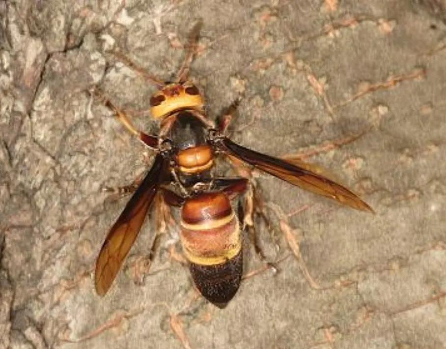 虎头蜂vs杀人蜂,大胡蜂vs虎头蜂