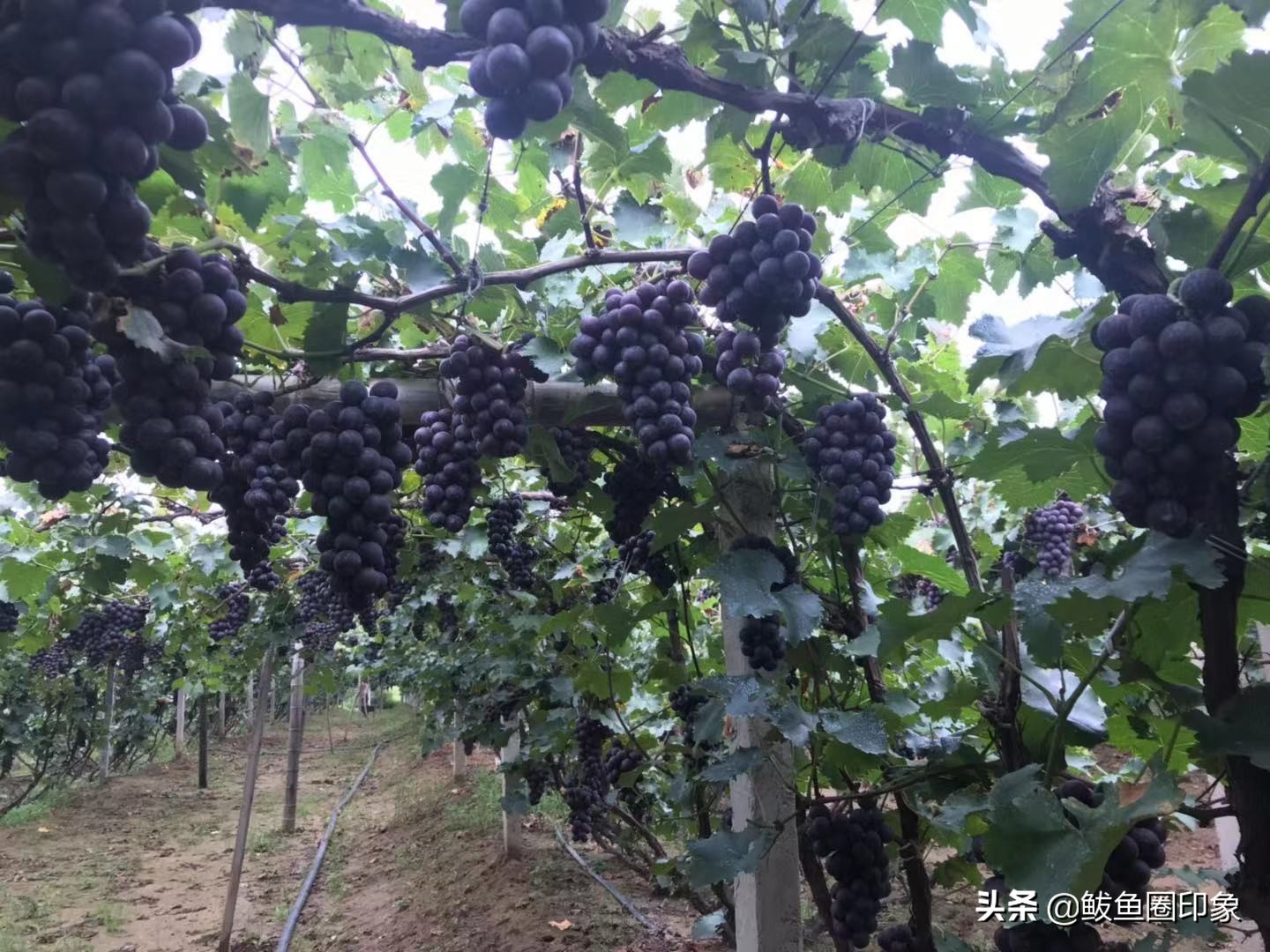 鲅鱼圈葡萄热卖,营口鲅鱼圈葡萄种植