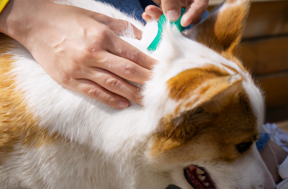 狗狗身上长了跳蚤喷了药多久洗掉,狗狗身上有跳蚤怎样快速处理