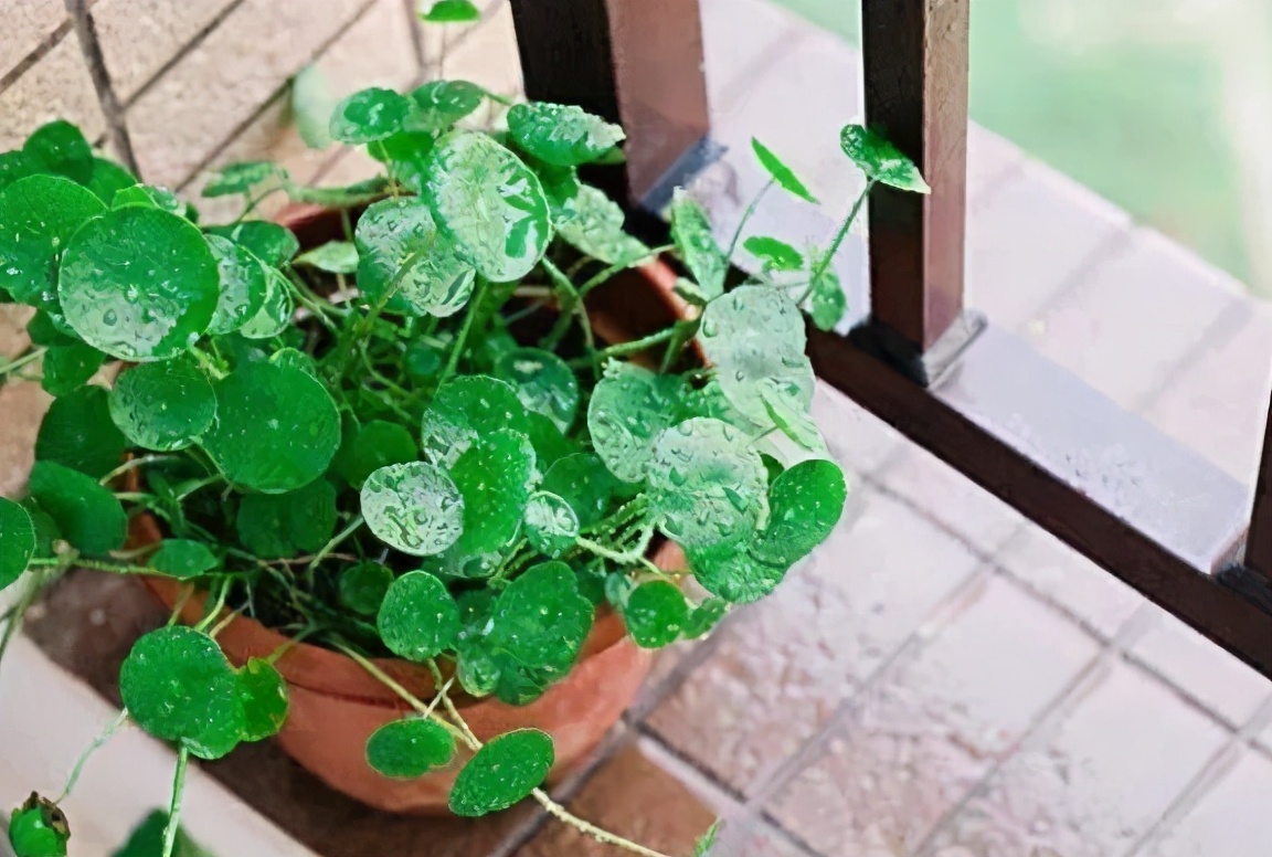 新手应该掌握的12个养花技巧,养花技巧记住这4点才算入门