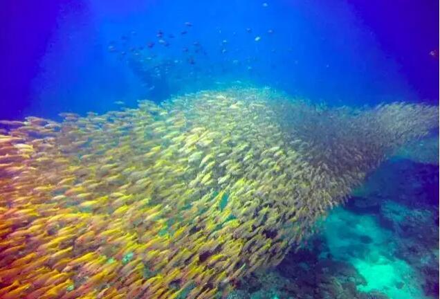 酷潜潜水普吉岛,普吉岛潜水不会游泳可以潜吗