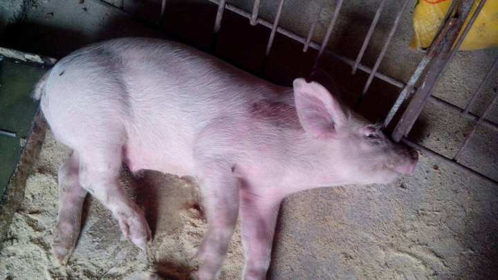 猪口蹄疫是秋冬常见病吗,猪口蹄疫是病毒还是细菌