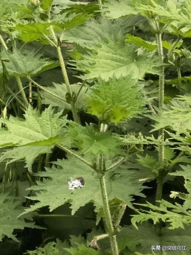 你认识植物苘麻吗,活麻的原理是什么