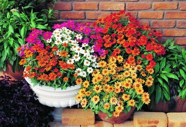 花突然蔫了?你家装修污染可能出问题了!