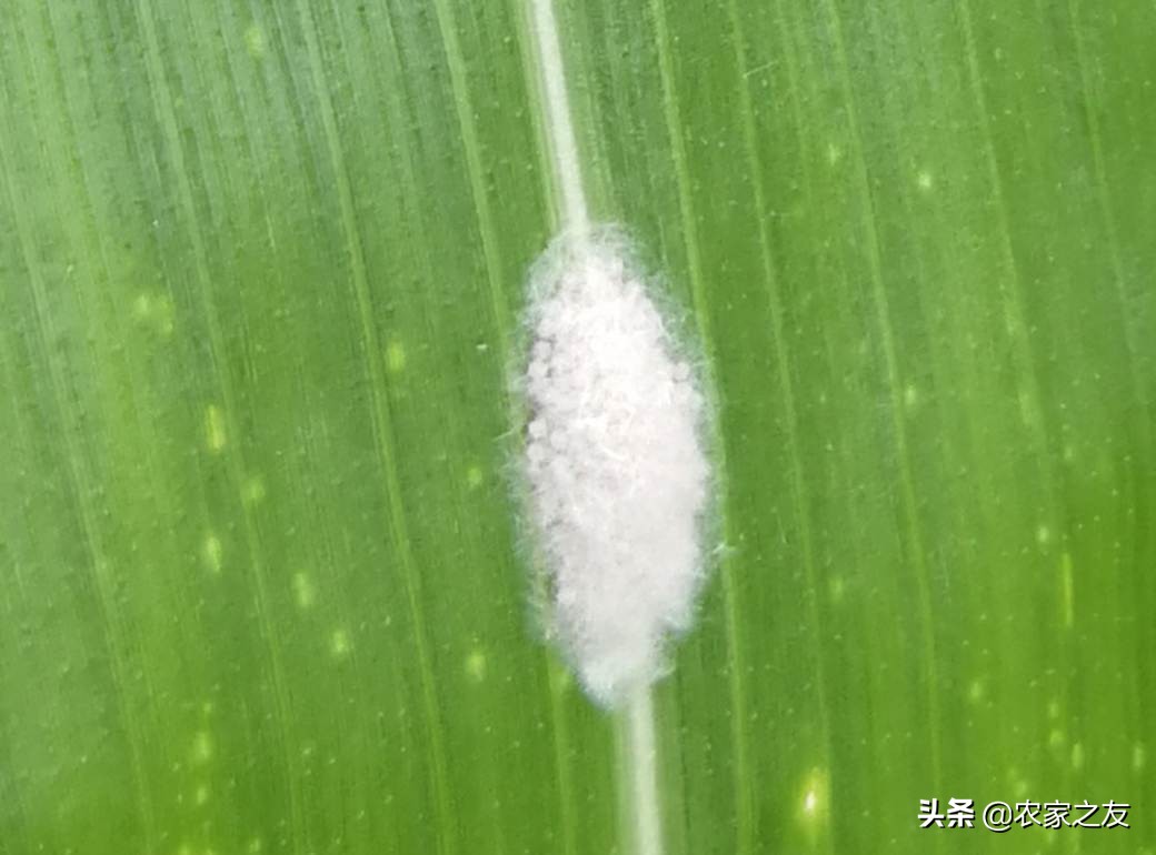 草地贪夜蛾是单食性吗,草地贪夜蛾如何发生