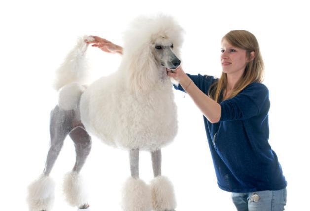 贵宾泰迪泪痕是什么样的,白色贵宾犬泪痕多