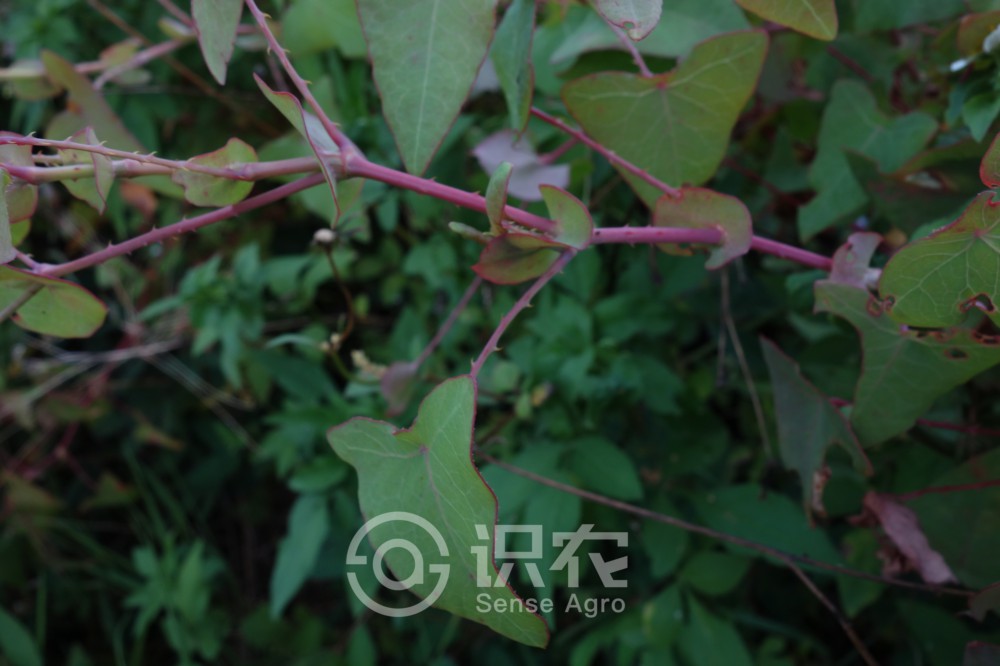 每日一草植物讲解,每日一草字帖