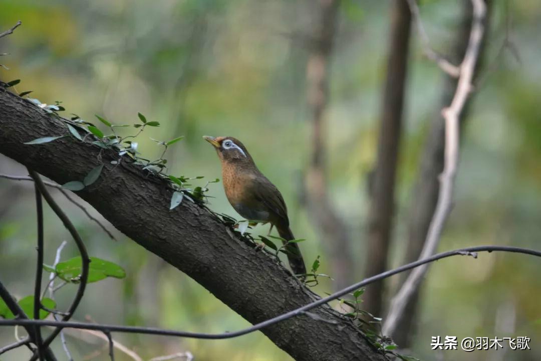 观鸟入门,观鸟小贴士