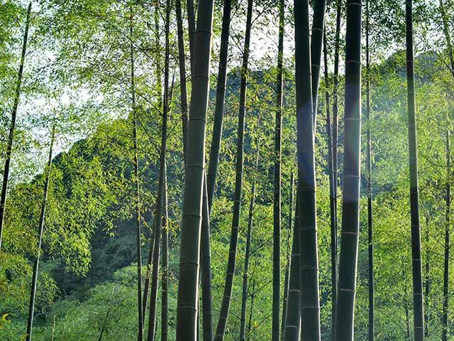 竹纤维保暖裤,竹琨抗菌纤维