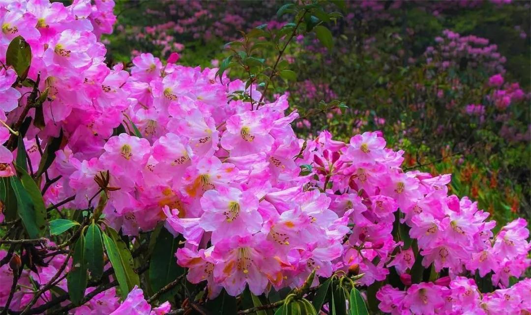 从长沙出发高铁旅游一圈路线推荐,长沙出发2-3天短途旅游高铁