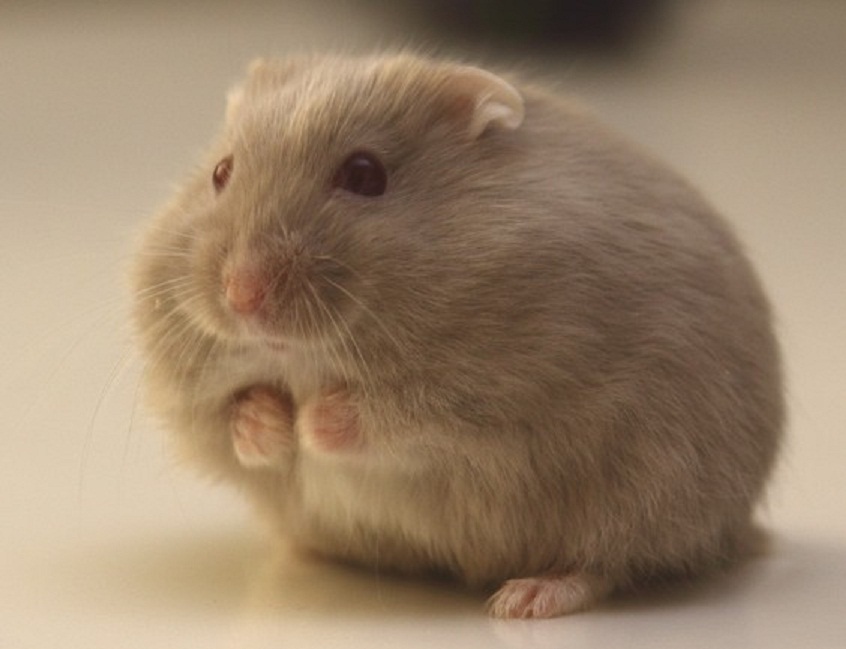 仓鼠中最好养活的几种仓鼠,最容易养的宠物仓鼠