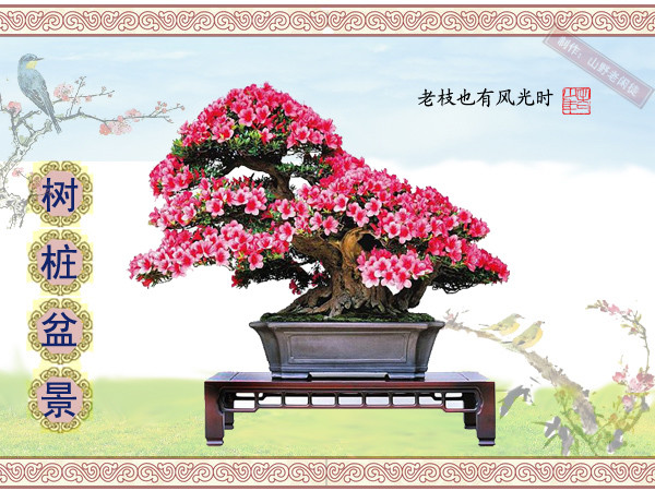 高山杜鹃花老树桩盆景,大树桩盆景欣赏