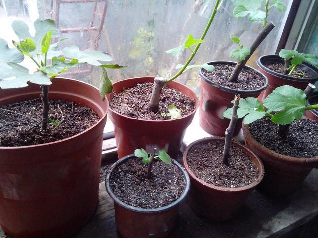 无花果可以种在家里面吗,怎样种盆栽无花果