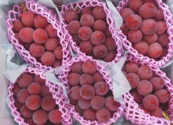 葡萄新品种妮娜皇后介绍,妮娜皇后葡萄收购价格