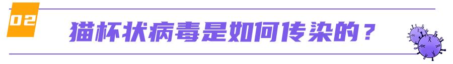 猫咪舌头有溃疡，怎么办？