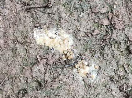 鸡下雨后怎么养才能死,鸡在雨天预防什么病