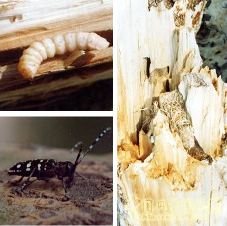 药用植物害虫光肩星天牛,光肩星天牛