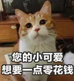 5000以上的自动猫砂盆,给猫买好多碗