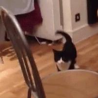 猫咪到底能跳多高,猫咪能跳多高