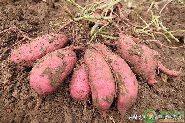 重茬红薯的病害怎样解决,红薯储藏期间病害症状