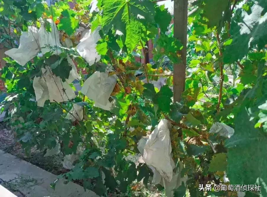 宁夏酒庄之旅,银川酒庄之旅