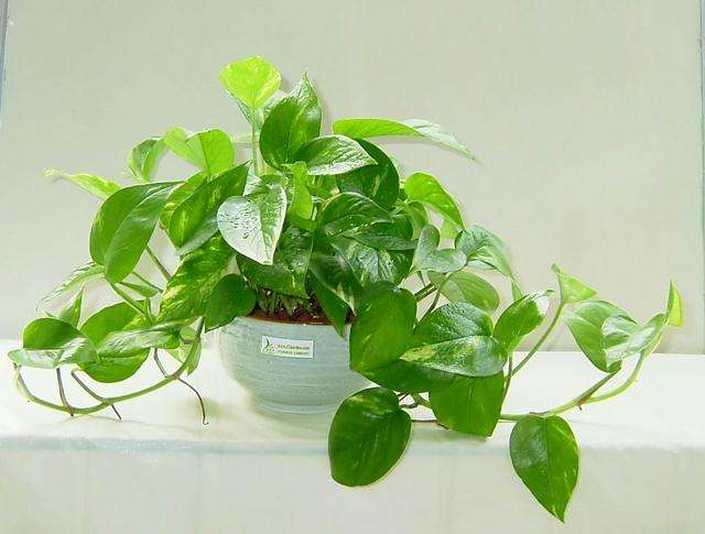 新房装修甲醛含量高的四种材料,室内去甲醛植物哪一种好