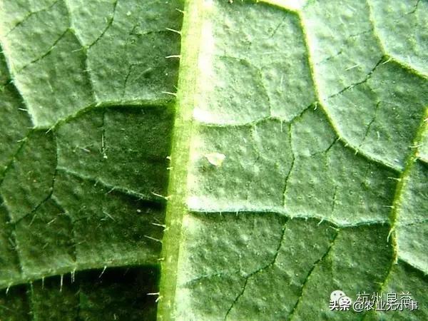 新版西瓜病虫害解决方案,2020西瓜病害视频