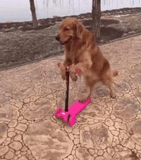 如何区分金毛犬和泰迪犬,泰迪好养还是金毛犬好养