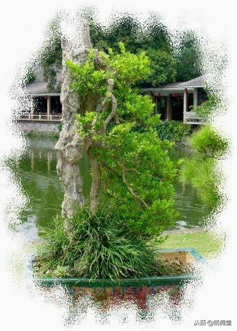 丛林式盆景欣赏,盆景欣赏及制作