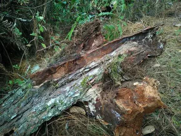 家养绿萝盆里的土越来越少怎么办,土养的绿萝要怎么样才不会黄叶子