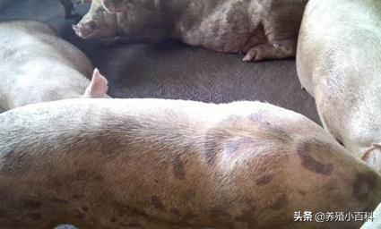 小猪渗出性皮炎怎么预防,渗出性皮炎严重的猪能治好吗