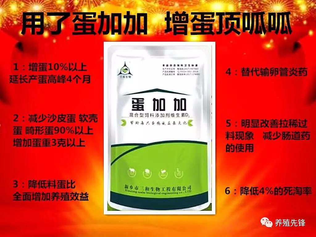 散养蛋鸡光照能延长多久,蛋鸡强制换羽能延长产蛋多久