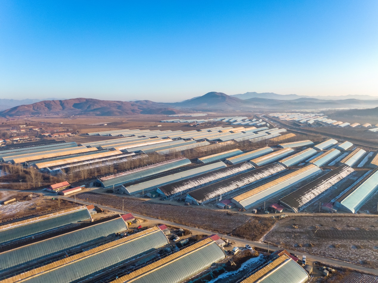 最快5小时,拼多多新农人打造丹东草莓“原产地直发”极速供应链