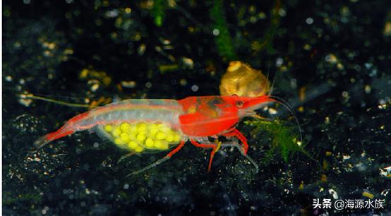 养观赏虾最怕什么,养观赏虾和鱼