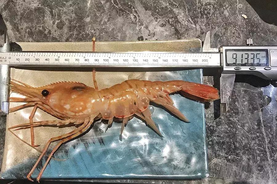 上海788元的海鲜自助到底值不值,上海海鲜自助第一名