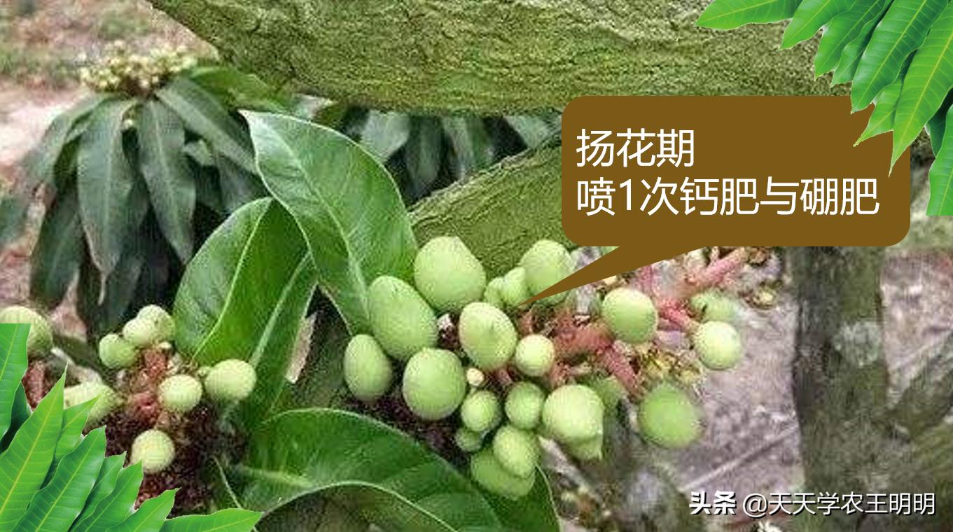 芒果炭疽用什么药,芒果炭疽