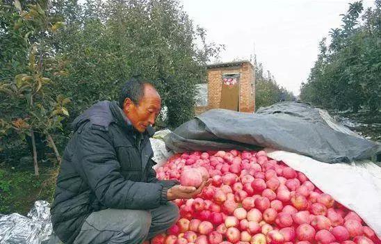 难道外国的就一定比国内的好吗,国外苹果和国内苹果的区别