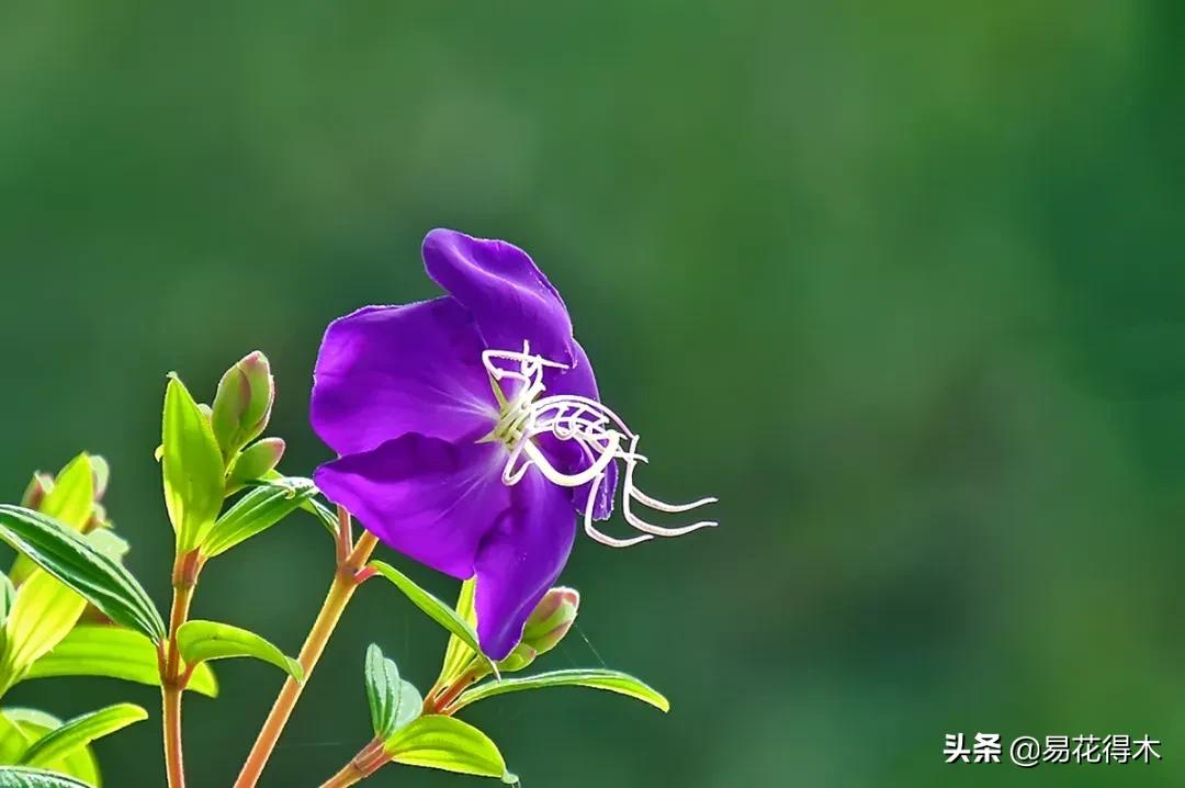 牡丹和观赏牡丹区别,牡丹的形态特征与什么花不同