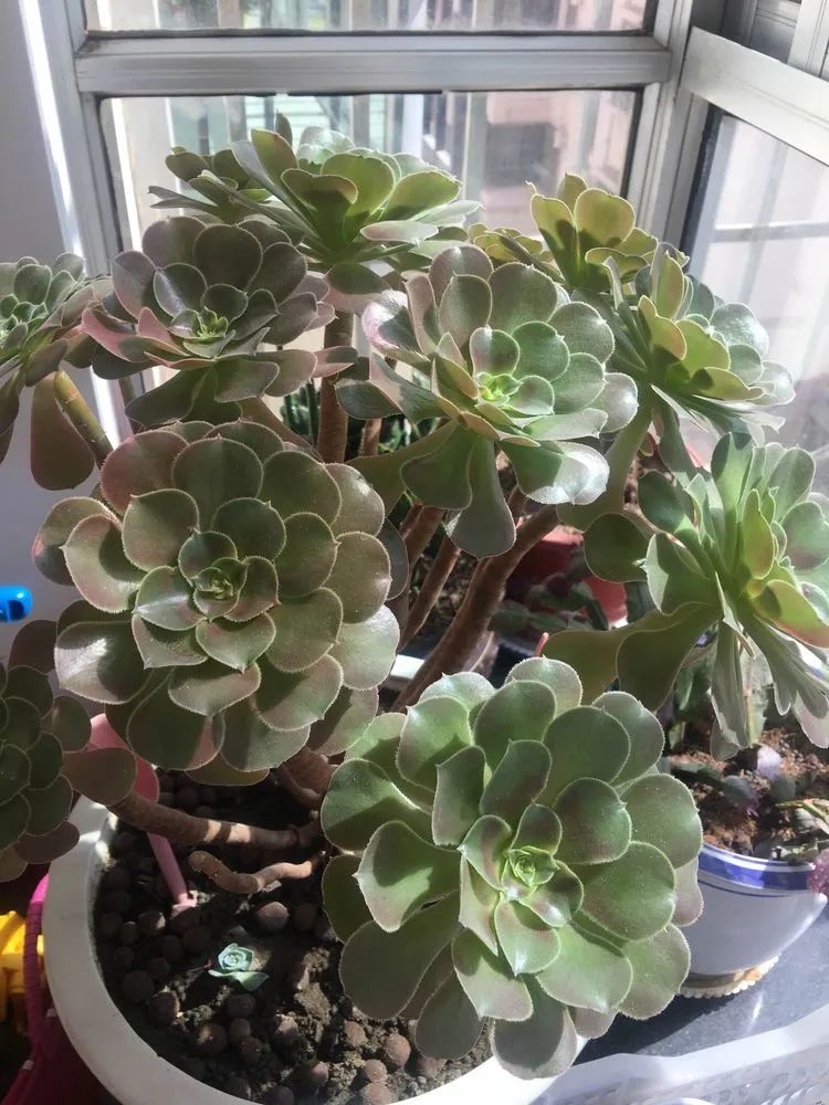 多肉新年寄语,养多肉七八年用心沉淀静待花开