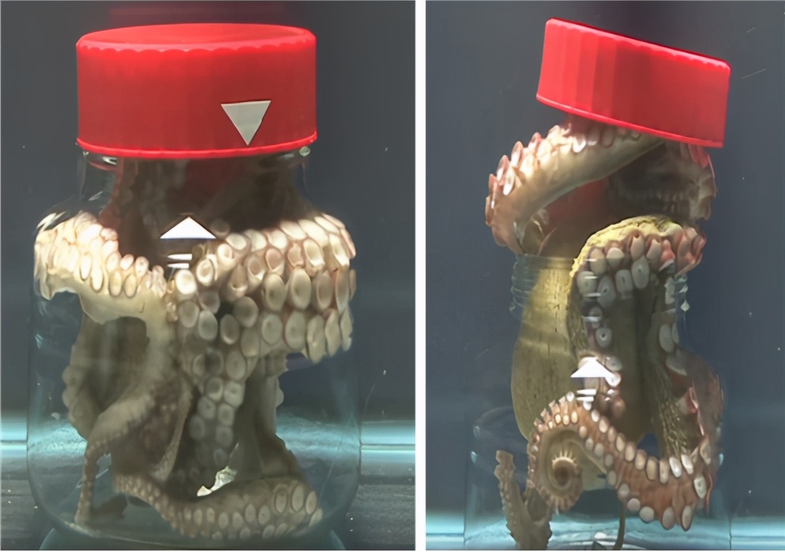 食物链顶端动物智商 (为什么食物链顶端动物智商高)