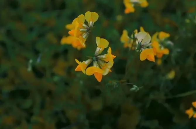 二月初二龙抬头命运,农历二月初二祥龙抬头鸿运当头