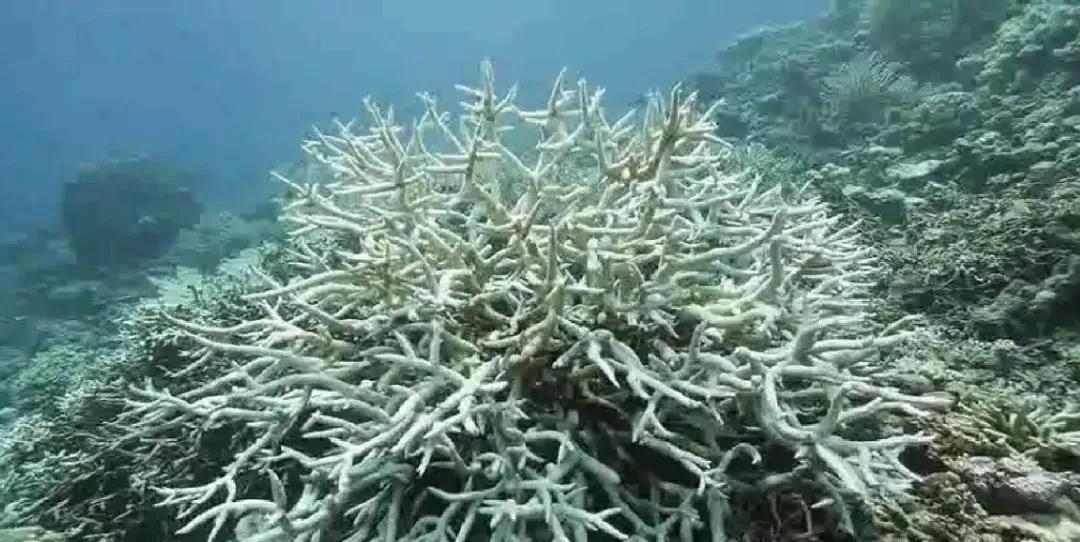 脸被紫外线晒伤了怎么快速修复,脸部晒伤如何快速修复退红