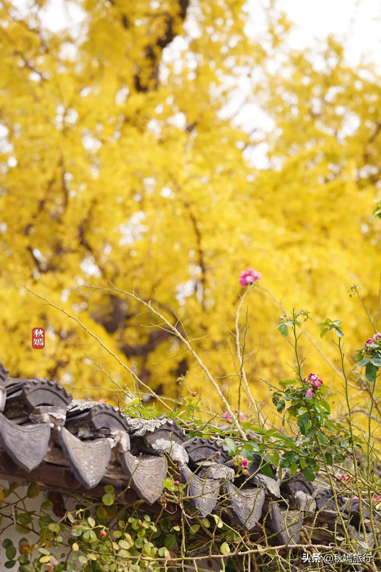 相城区北桥镇千年银杏树,苏州相城银杏打卡