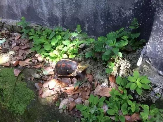 黄缘龟喜欢的植物,黄缘龟有灵性吗